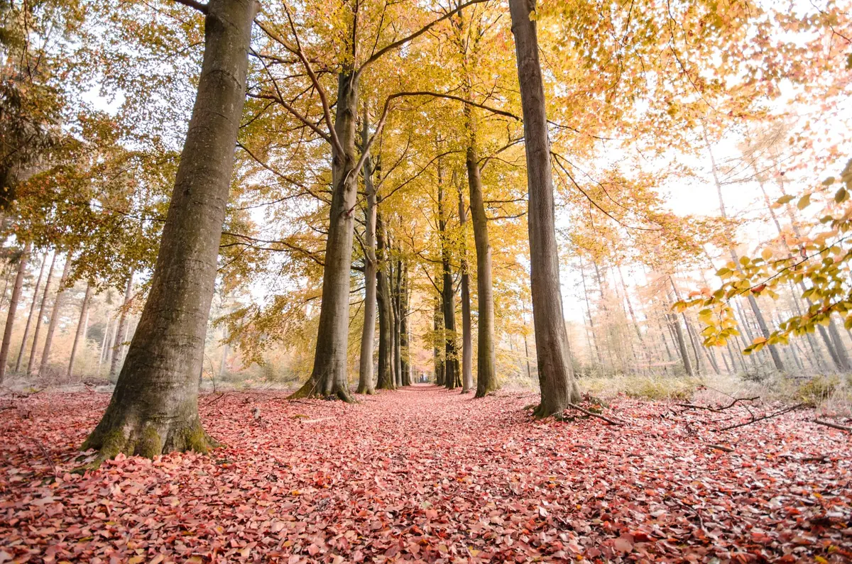Autumn Countryside Walks: How to Make the Most of Colour, Foraging and Shorter Days